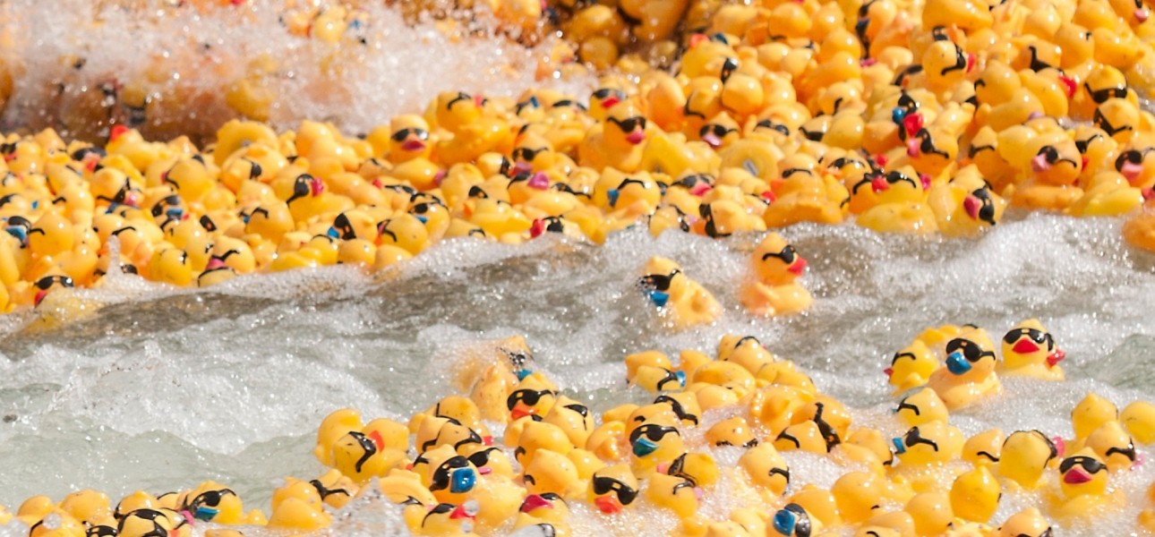 Rubber race ducks riding the rapids down a river