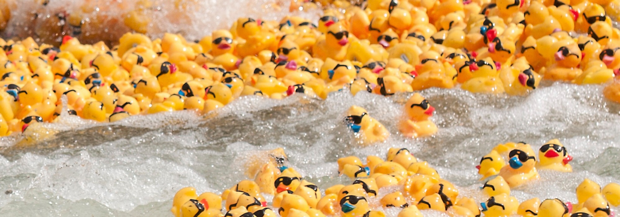 Rubber ducks racing down the river rapids