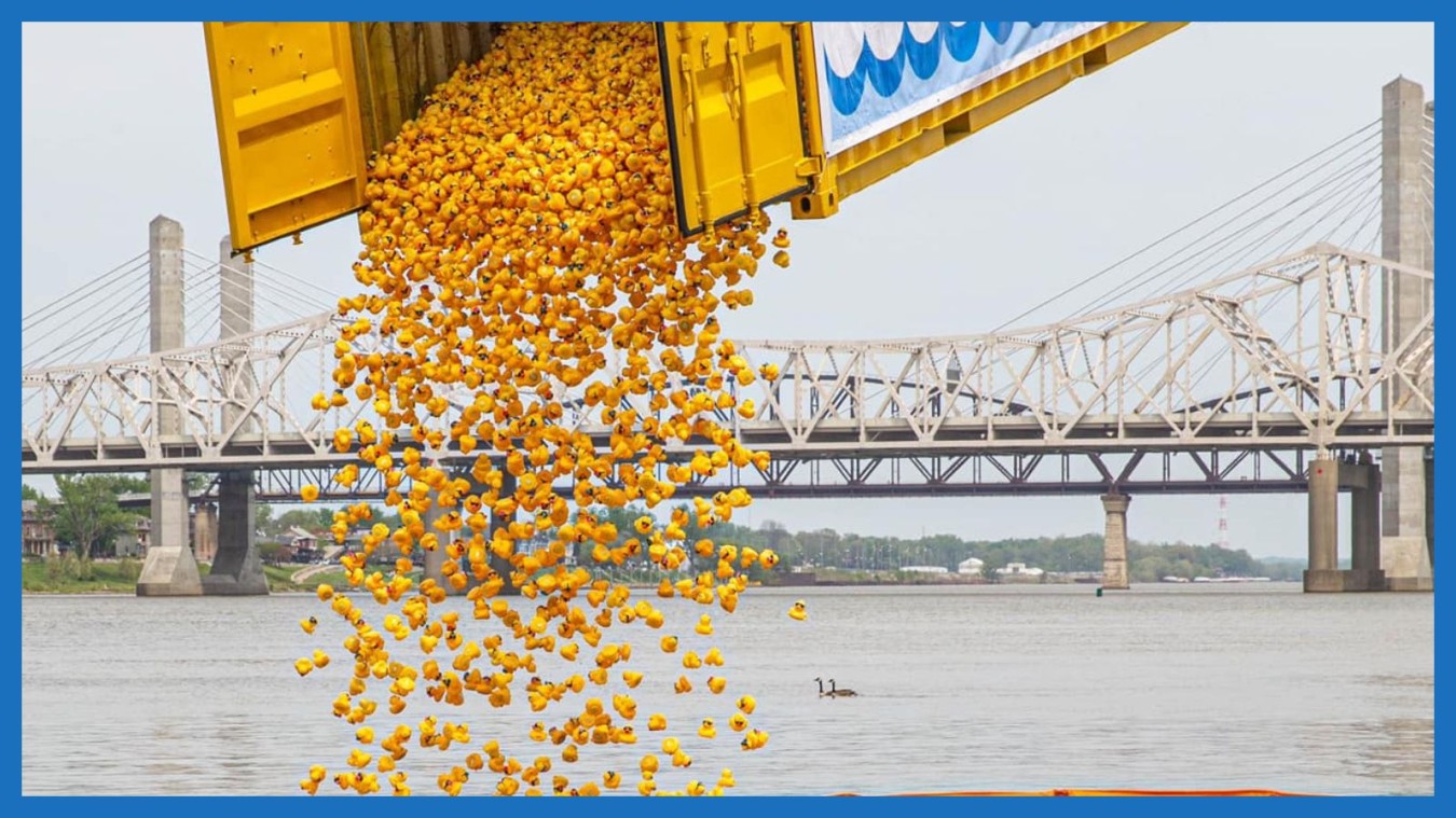 Thousands of rubber ducks pouring into the river at the start of the race