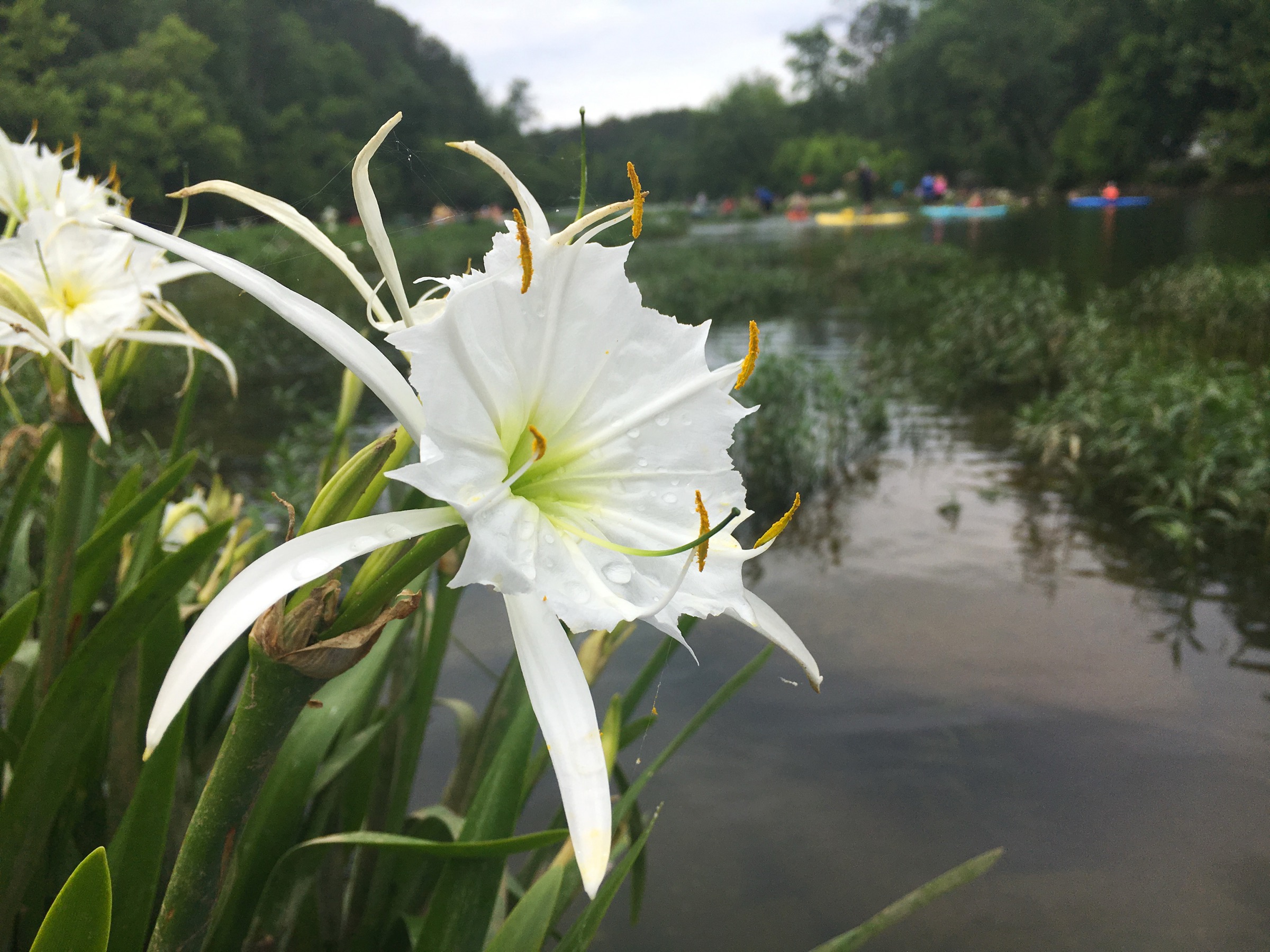 Cahaba lilies blooming on the Cahaba River with kayakers behind them
